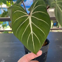 elle plant　グロリオーサム　斑入り　ミドルカット発根済み elle plant グロリオーサム 斑入り ミドルカット発根済み Yahoo