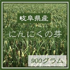 ⭐️5月1日〜5月15日発送⭐️岐阜県産　にんにくの芽　900グラム　農家直送　NO2