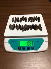 工場直売　関西産　A級品 乾燥赤なまこ  100g20本(計量時100g22本)