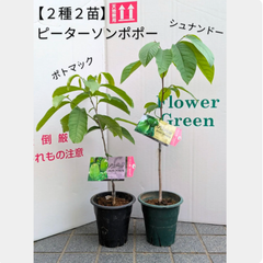 【２種セット】５号鉢　ピーターソンポポー　接木苗　おすすめ　登録品種　シュナンドー　ポトマック　ポポー　果樹　５号鉢　庭木