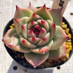 トスカネリ　多肉植物　エケベリア　韓国苗