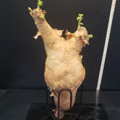 超特大 現地球 発根済み キフォステンマ マクロプス 山中勇人 y鉢付き 2025年最新】キフォステンマ マクロプスの人気アイテム - メルカリ