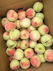 空港便 タイ産 マンゴー 芒果 Mango มะม่วง quả xoài - メルカリ