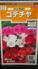 ゴデチャ 切り花用 種 ３袋セット
