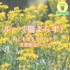 2025年最新】山椒の葉の人気アイテム - メルカリ
