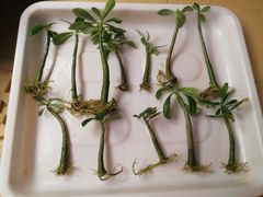 ユッカロストラータ抜き苗1株(鉢などは付きません)タグつき