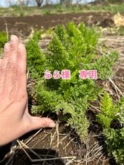 人参の葉っぱのサムネイル