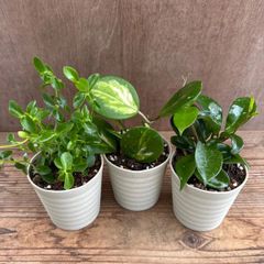 珍種ホヤ Hoya platycaulis サクララン 珍種ホヤ Hoya platycaulis