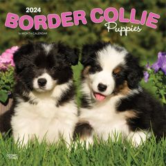 【輸入版】2024年 子犬のボーダー・コリー カレンダー / ブラウントラウト 30.5 x 61 cm (Border Collie Puppies  Calendar)