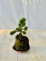 寸梢松　石付き　小品盆栽　すんしょうまつ　いしつき