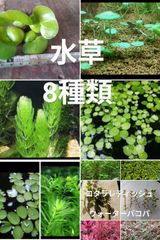 オニバス 発芽苗 3株B - メルカリ