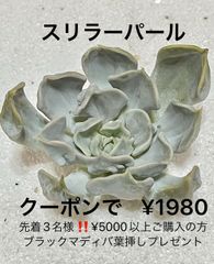 スリラーパール 多肉植物 多肉 韓国苗