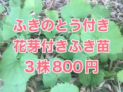 ⭐️花芽付き⭐️ふき苗3株⭐️ふきのとう付き　山蕗 野蕗 フキノトウ　ふきのとう苗  花芽=ふきのとうが付いてる天然、野生の蕗(ふき)の抜き苗3株です。