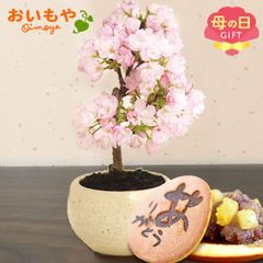 【おいもや公式】母の日限定 桜（旭山） どら焼き スイーツ 和菓子 お菓子 鉢植え 盆栽 ミニ盆栽 プレゼント 生花 花 おしゃれ (お届け時期:5/5～11のいずれか)