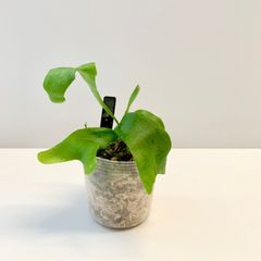 【和製交配種】| P. 'Kirin'  麒麟  | 子株 B