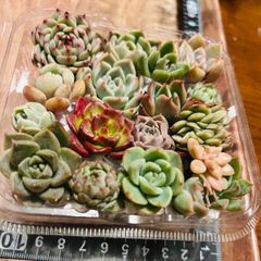 多肉植物カット苗（寄せ植え用）