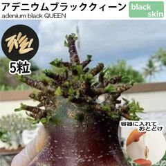 アデニム 種子 5粒 BQ ドワーフ ブラックスキン 塊根植物 アラビカム