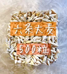 2025年最新】六条大麦 種の人気アイテム - メルカリ