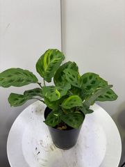 マランタ・キャットマスターシュ　エキゾチック　個性的　インテリア　グリーン　オシャレ　観葉植物　ハンギング