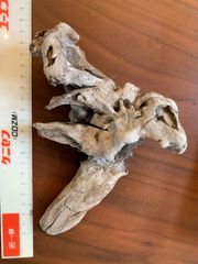 流木 20cm×15cm×8cm 最後の値下げ 終了