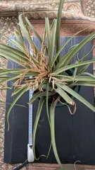 巨大株)チランジア　ファシクラータ, Copala 巨大株)チランジア ファシクラータ, Copala