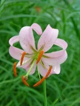 マツバユリ、1鉢、開花見込株(ヤマト便)〇のサムネイル