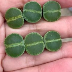 新入荷 ドロサンテマ キラキラ レインボーキャンディーボール 抜き苗