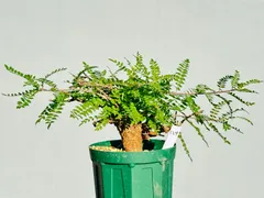 2025年最新】ボスウェリア ネグレクタの人気アイテム - メルカリ