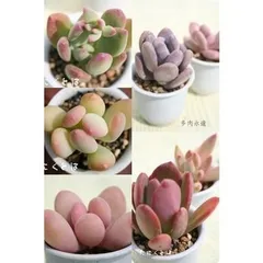 パキフィツム,パキベリアセット6種 アソート 多肉植物のセット ぷくぷく多肉 肉厚多肉 根付苗