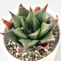 【多肉植物】ハオルチア・レースクイーンhyb