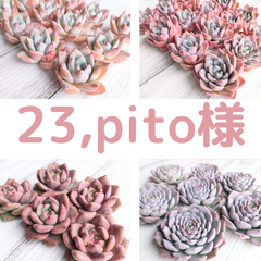23,pito様