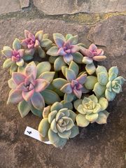 桜牡丹、白牡丹♡カット苗④