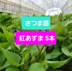 2025年最新】サツマイモ苗の人気アイテム - メルカリ