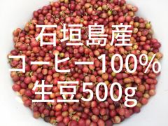 希少！【幻の石垣島産コーヒー100％】☆コーヒー生豆500g入☆必見国産コーヒー