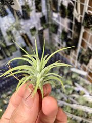 【ネコポス】チランジア イオナンタ 'ブルーアイドドルイド' Tillandsia ionantha ' Blue Eyed Druid' キンクマ農園☆T0140