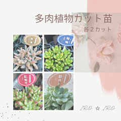 多肉植物　カット苗セット