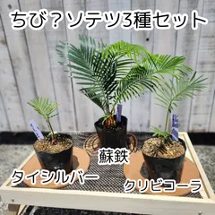 2025年最新】ソテツ 種子の人気アイテム - メルカリ