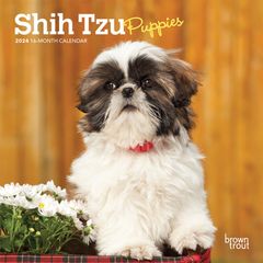 【輸入版】2024年 子犬のシーズー ミニ カレンダー / ブラウントラウト 17.8 x 35.6 cm (Shih Tzu Puppies  Calendar)