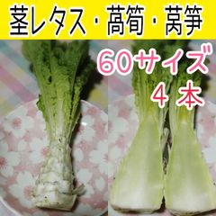 【茎レタス・萵筍・莴笋 葉付き ４本 】無農薬 60サイズ