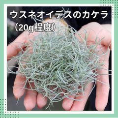 植物のカケラ　スパニッシュモス　20g程度　チランジア　エアプランツ　ウスネオイデス