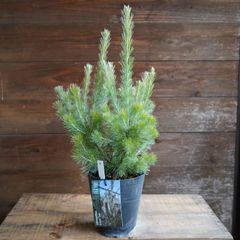 アデナンサス ”ルーラタン” C オージープランツ 現物発送 - メルカリ