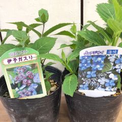 山あじさい　伊予がすり・海峡4号ポット苗各1種2個セット