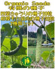 神田四葉胡瓜（固定種）種子20粒と相模半白胡瓜（固定種）種子20粒　無農薬無化学肥料栽培した有機の種
