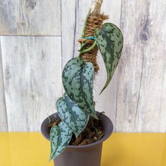 斑入り◎】クワズイモ アロカシア オドラ 沖縄シルバー - NW.Plants