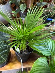 チャメロップス・ボルケーノ　ヤシ　観葉植物　インテリア　グリーン　耐寒性　屋外　屋内