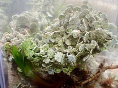 (海藻) コサボテングサ 1株 サンプル画像 大型魚 熱帯魚 サンゴ 海水魚 水草