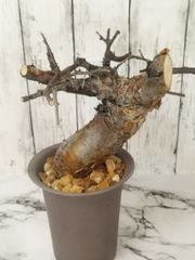 pi様専用ページ【発根済 極太厳選株】コミフォラ ボラネンシス　Commiphora boranensis