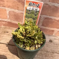 2025年最新】イワヒバの人気アイテム - メルカリ