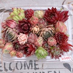 センペルビウム寄せ植え用小苗♡6242