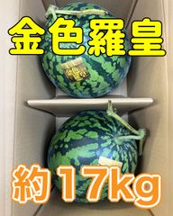 北海道沖縄離島追加送料無し　熊本県産スイカ金色羅皇特大サイズ2玉箱込み約17kg　黄色西瓜